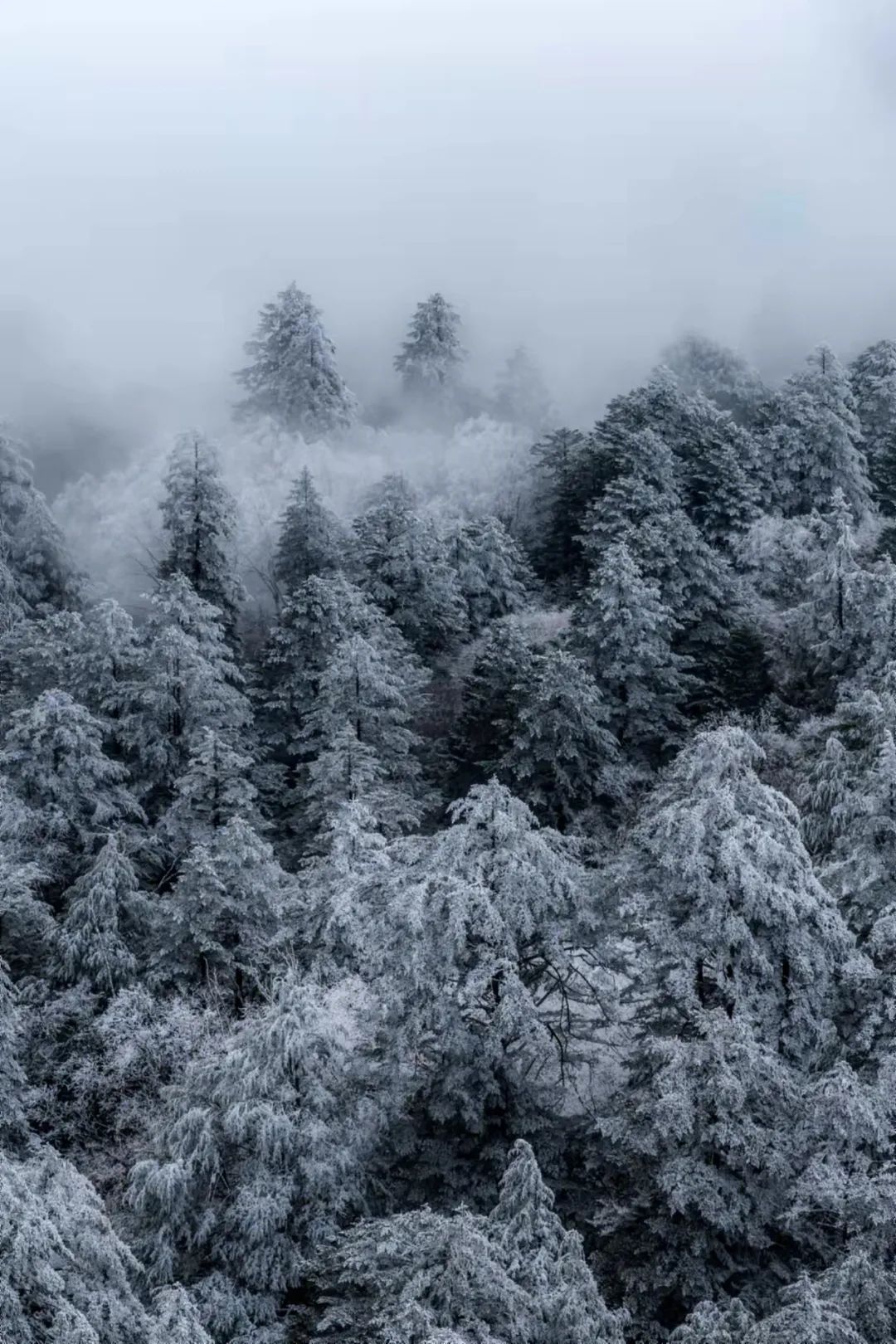 雪中王岗坪:winter is coming