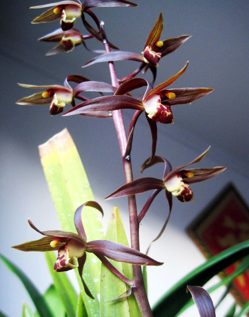 想让企黑墨兰花开鲜艳吗?有这些小技巧,一起来学习一下