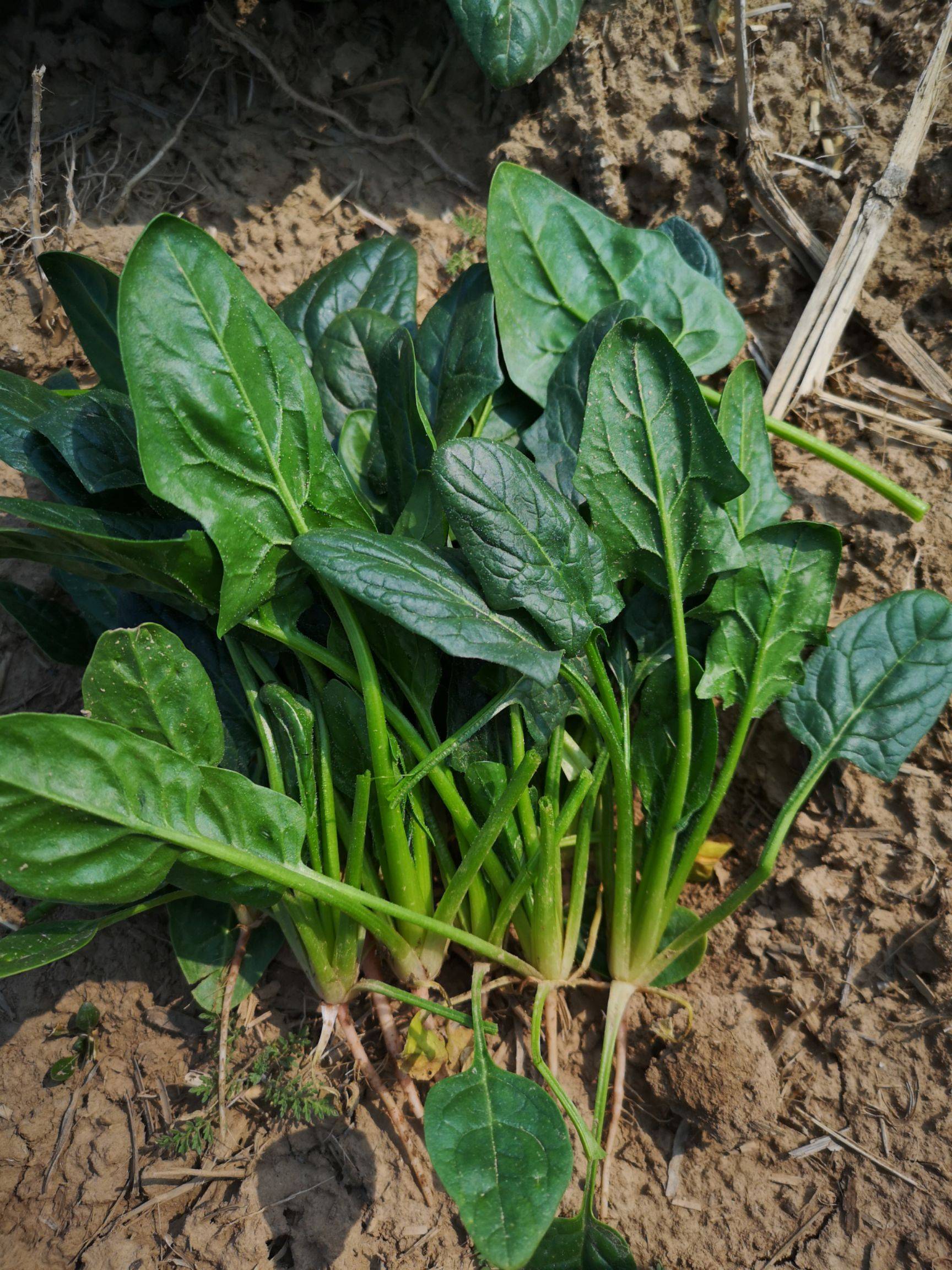 春季提高视力吃什么,看完这个你就有谱了!