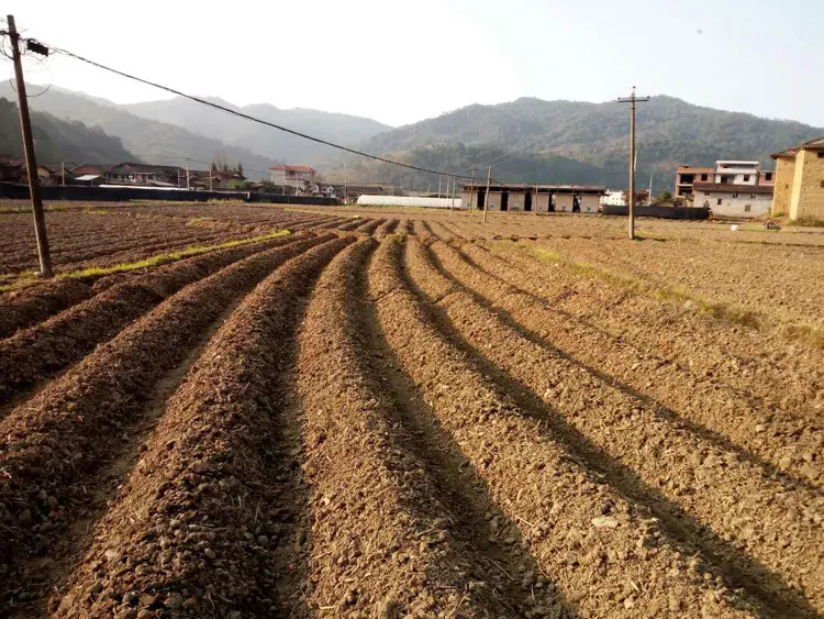 起垄作畦在种植中有好处,掌握好起垄作畦的高度让农作物能高产