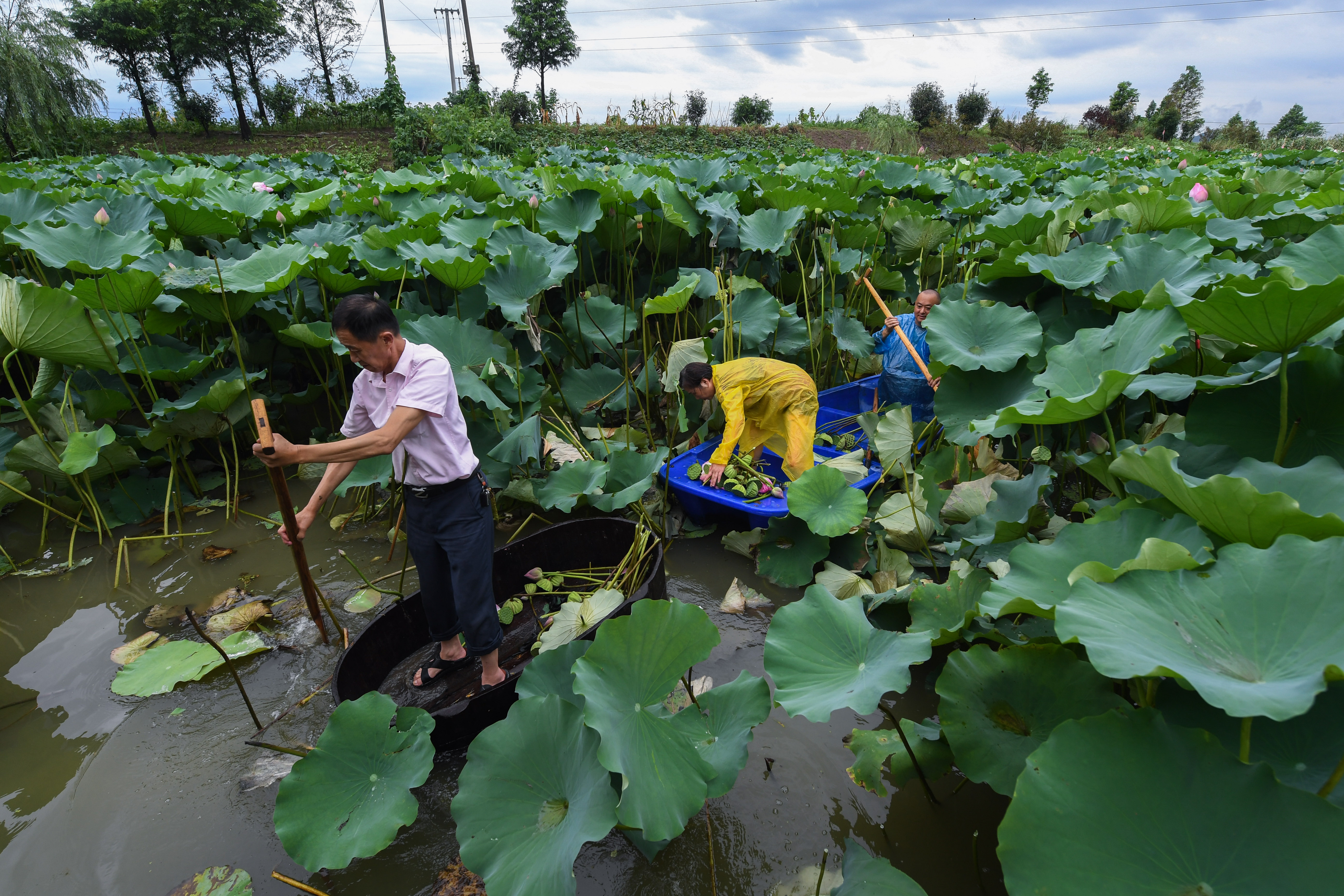 美丽乡村夏日荷塘忙采荷