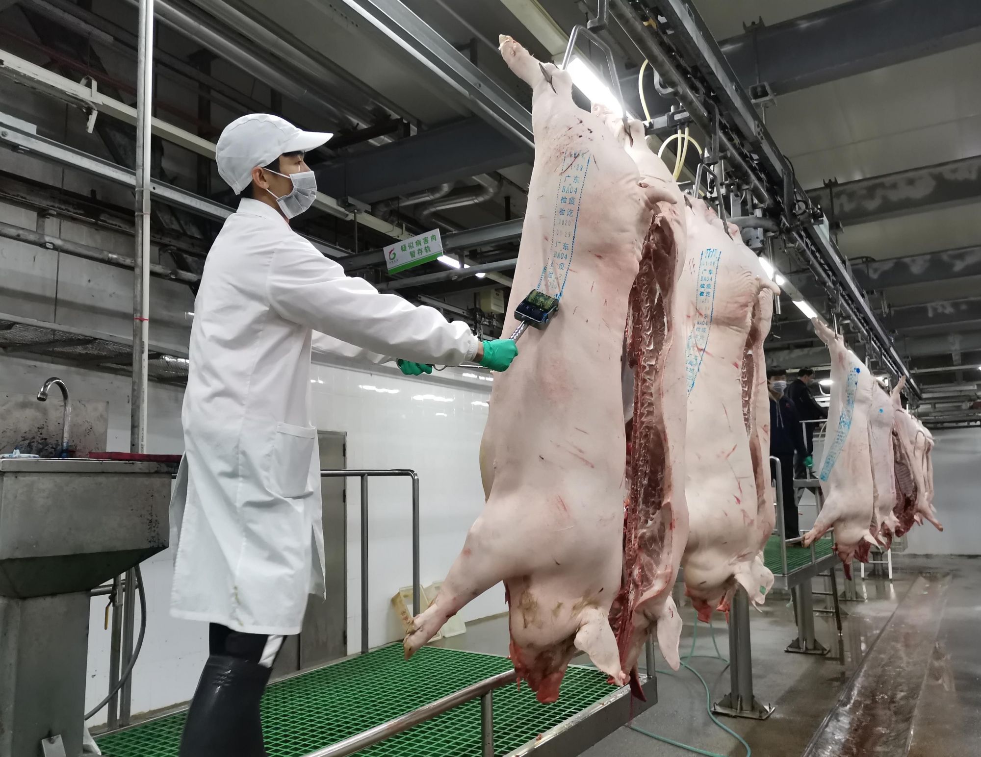 屠宰被"禁锢",以后生猪这样杀