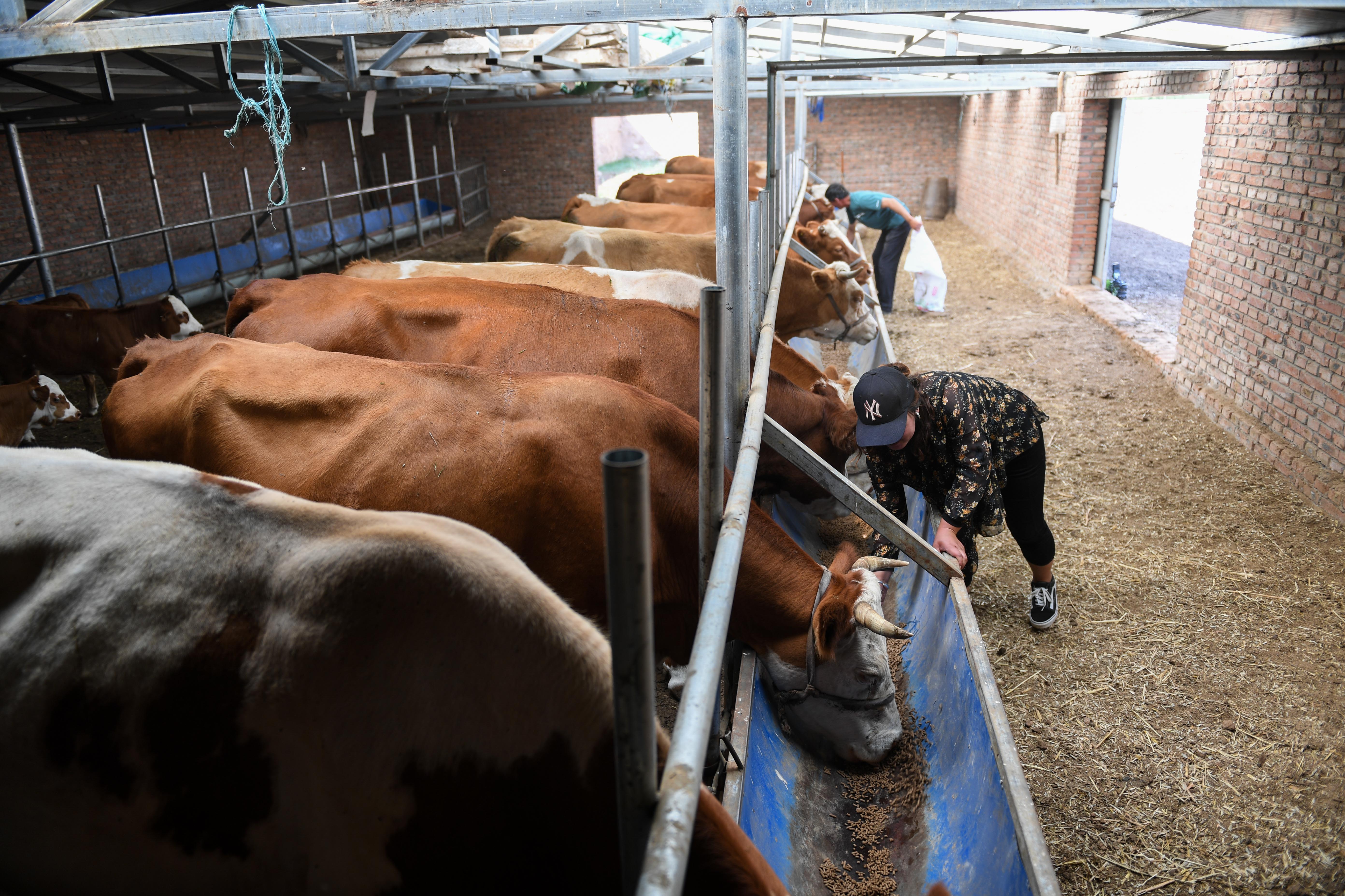 三代人,三栋房,赶着牛儿奔小康(9)