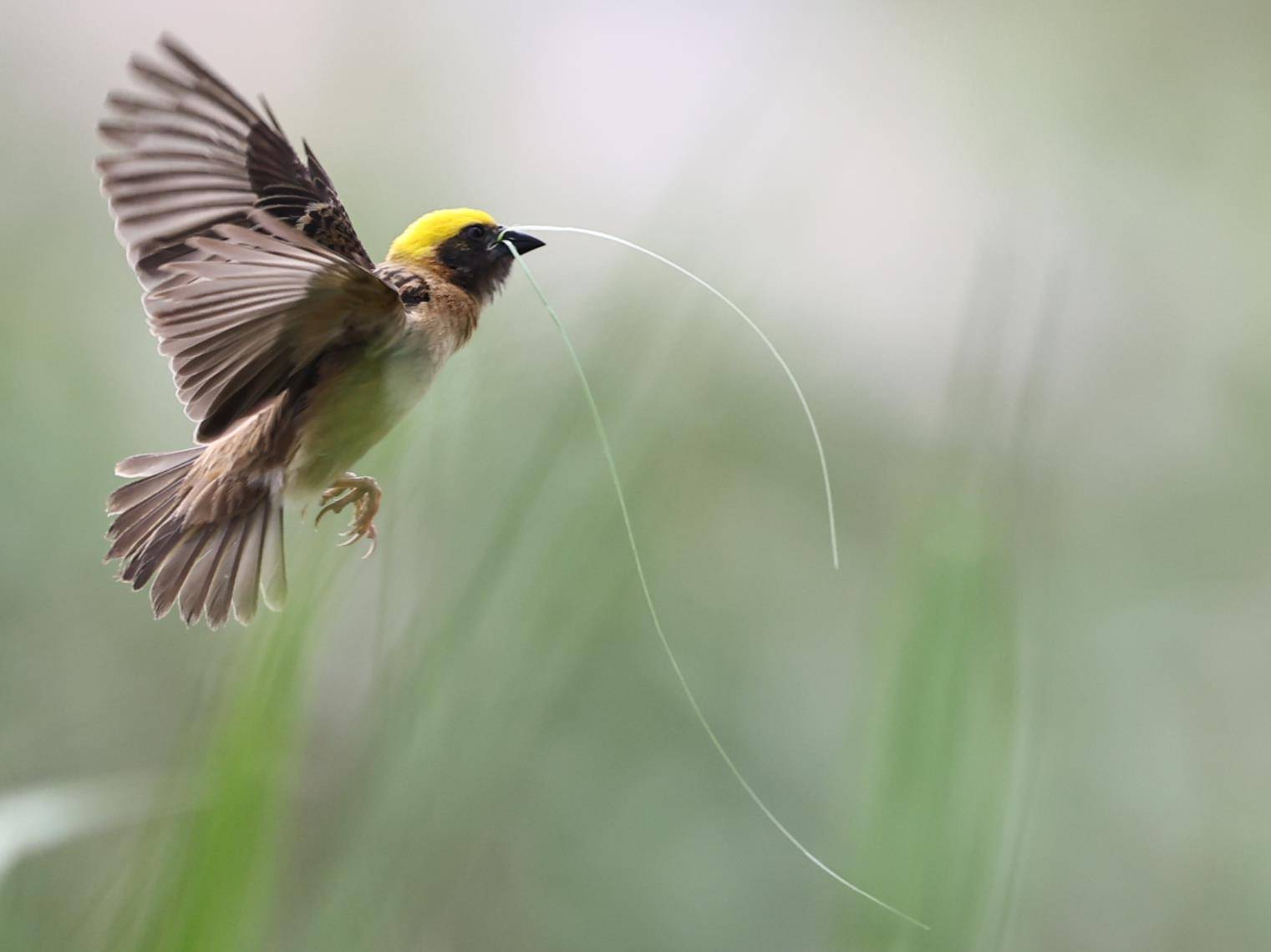 昌宁湾甸:黄胸织布鸟筑巢忙