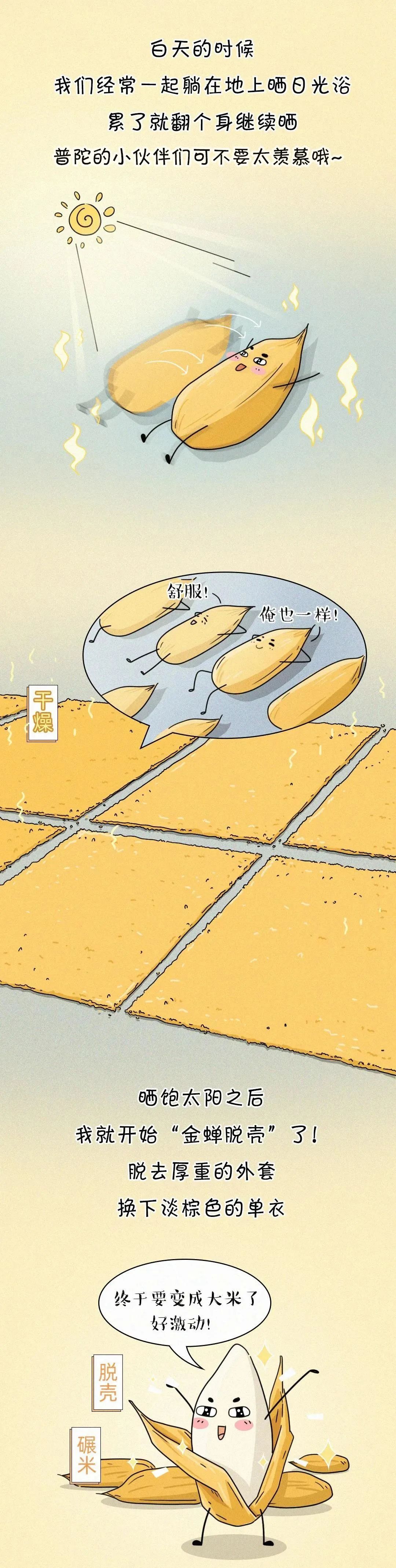小编手绘丨一粒米的一生,粒粒皆辛苦!