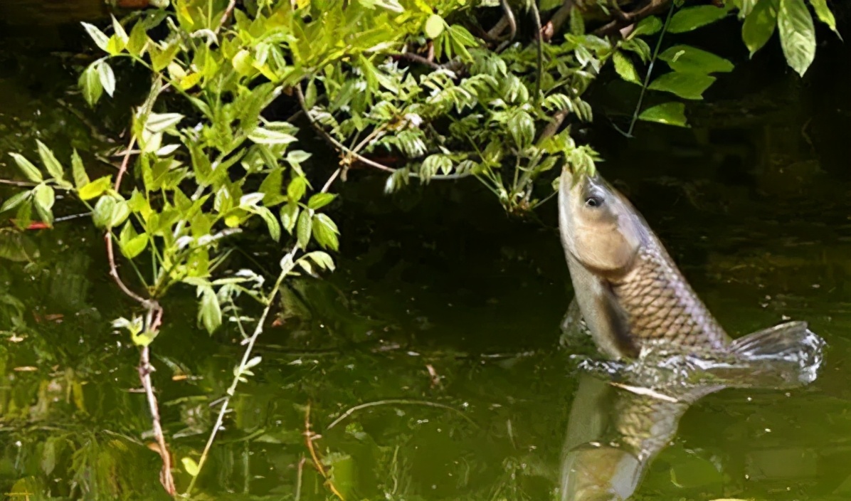 中国池塘养鱼的特色和核心:鱼类混养的理论原理和实操技术