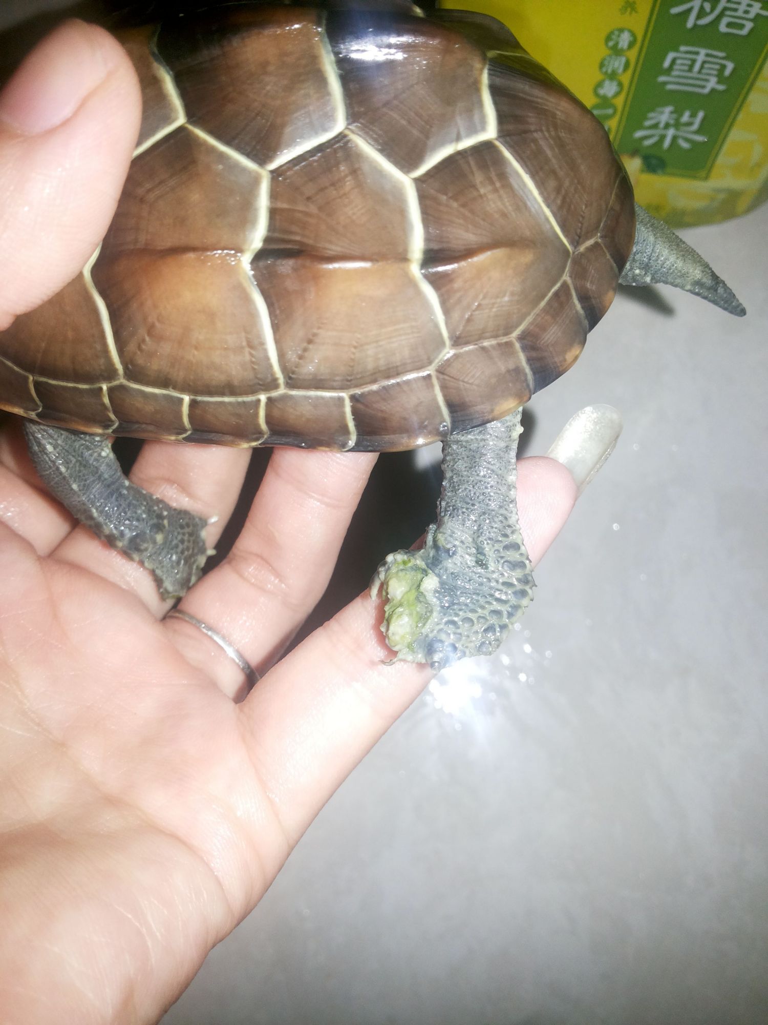 小乌龟爪子烂了是什么原因