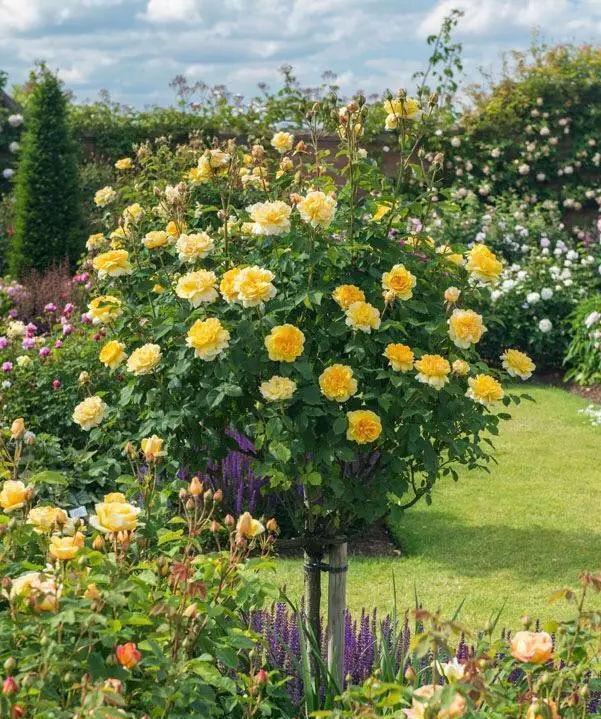 为了让院子更美,我任性栽了1种花,现在谁见了都夸我机智