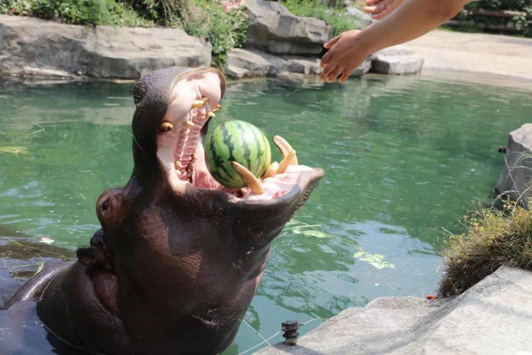 这个饲养员太坏了,居然喂河马吃榴莲,河马的表情绝了