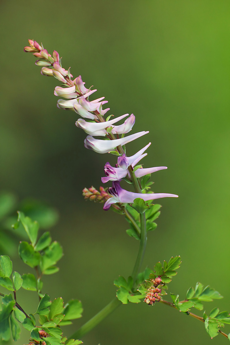 民间故事:一只白狐带他进了山洞,却意外发现了一颗珍宝