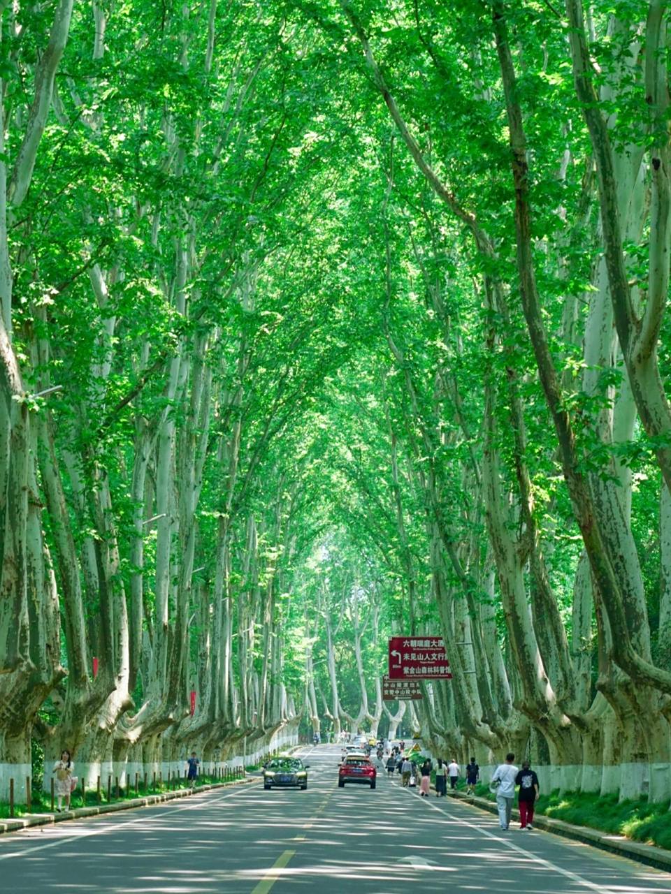 刚从南京回来,不得不说南京景点和可逛的地方真多,钟山风景区真的大!