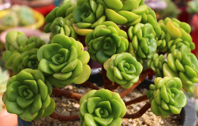 百合莉莉多肉好度夏吗?