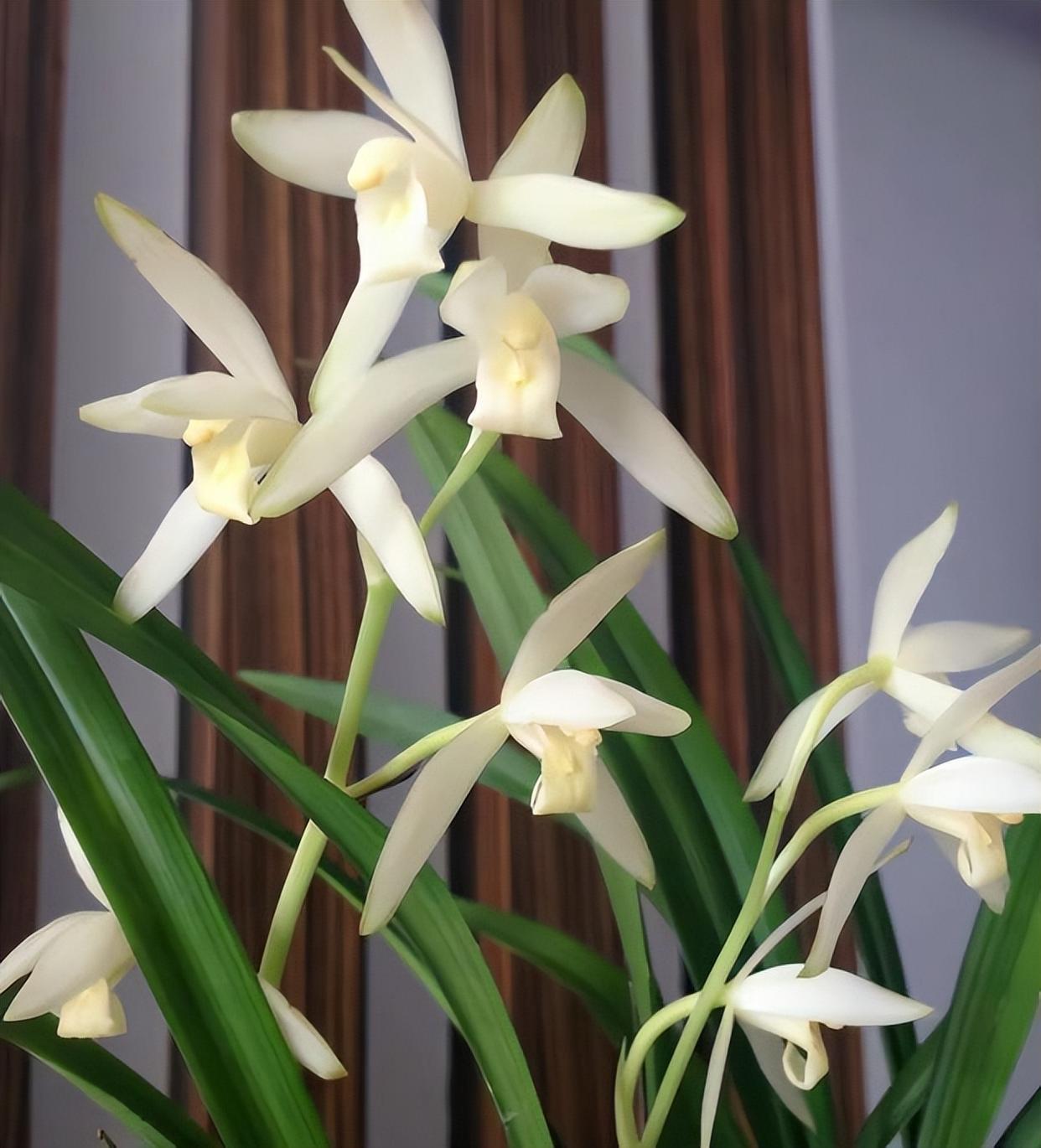 兰花"青山玉泉",开花勤快,香气醇正,便宜好品种,适合新手养