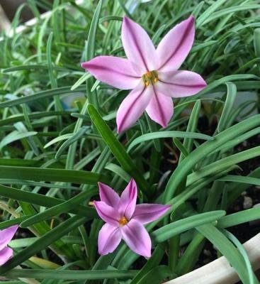 花韭,花草界中的"韭菜",耐寒又耐旱,很适合新手