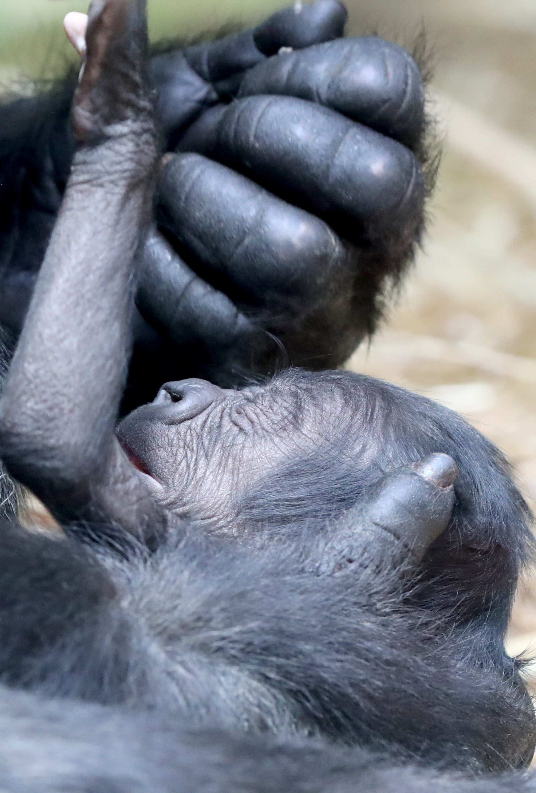 安特卫普动物园的西非低地大猩猩