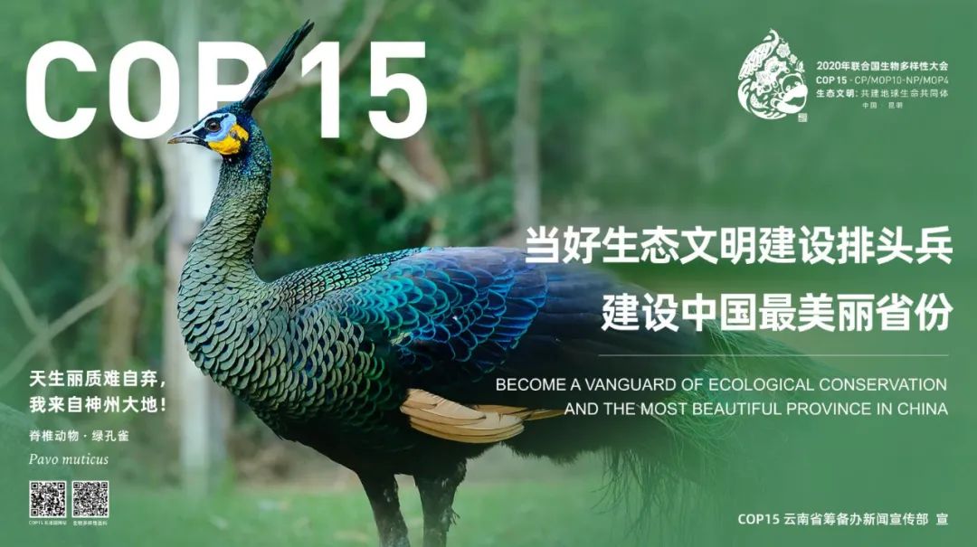 昆明cop15海报图片