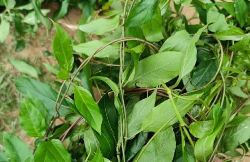 鸡矢藤,又称鸡屎藤,臭藤,有3大效用,农民朋友要知道!