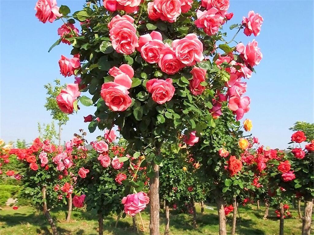 不管有没有院子,我建议爱花人养一株,藏不住的气质和美观