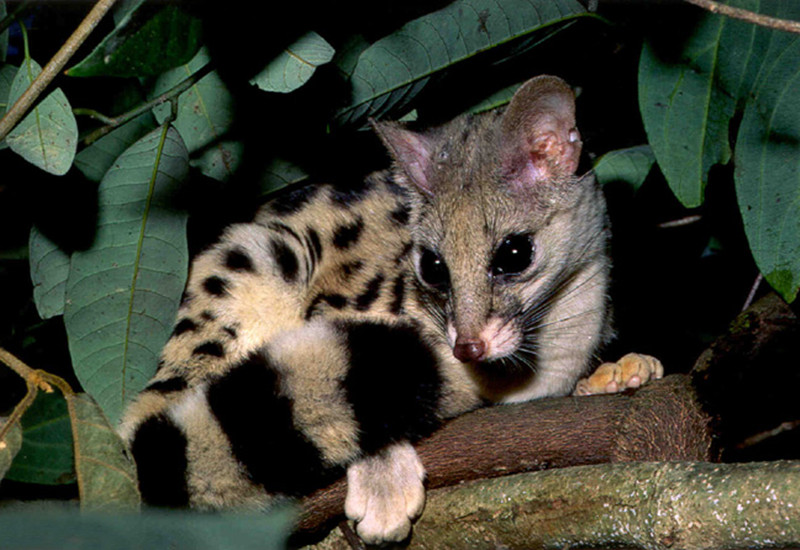 俗称"彪鼠"的斑林狸