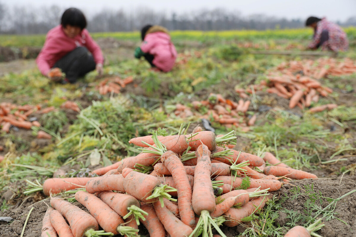 湖南道县梅花镇贵头村蔬菜基地,村民在采挖胡萝卜