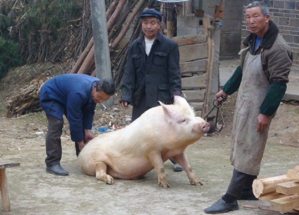猪是怎么交匹配的 马是怎么匹配的视频