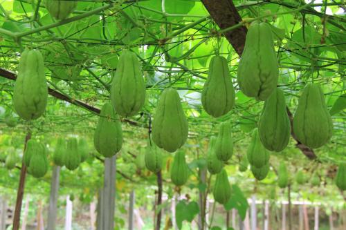 夜开花是什么菜?夜开花有毒吗?