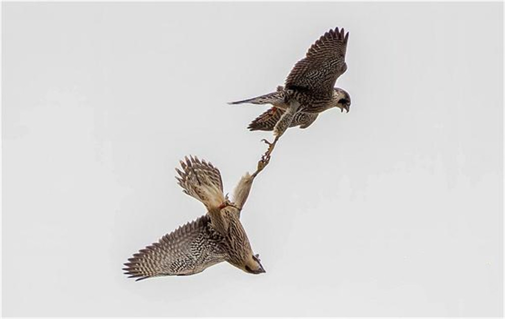 云南哀牢山出现游隼,白天把雕鸮打跑了,晚上又被雕鸮偷袭