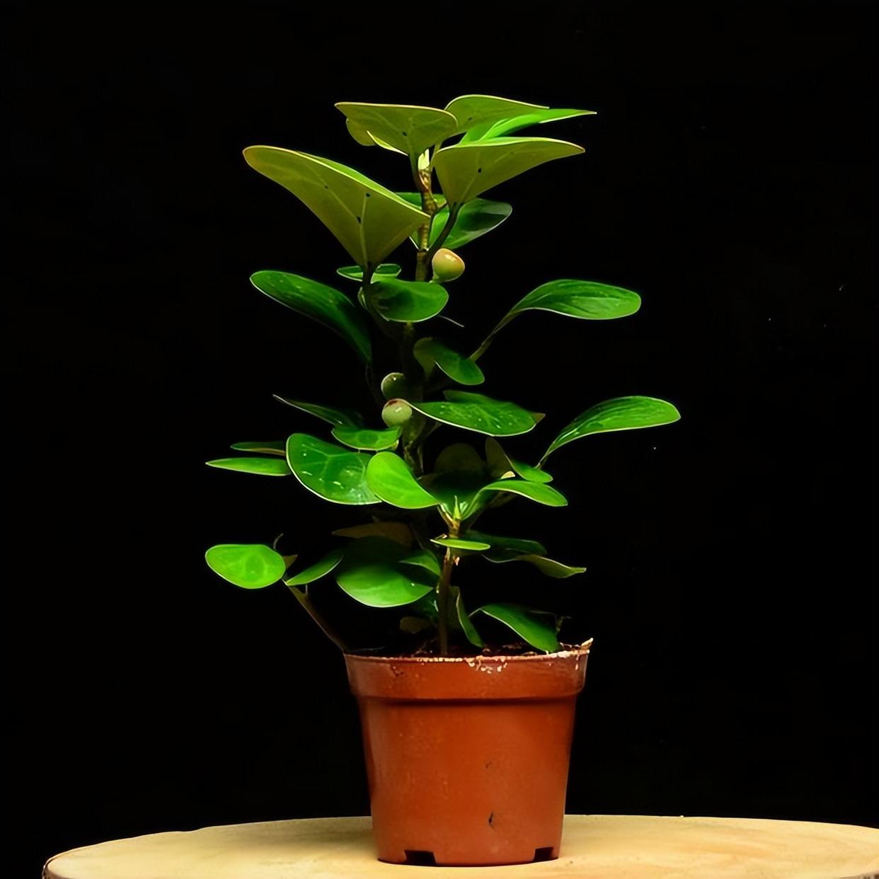 精品绿植——小盼菩提