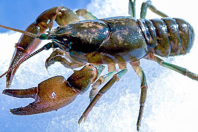 资深吃货推荐:去东北一定要尝尝的6种特色美食,个个都是宝藏