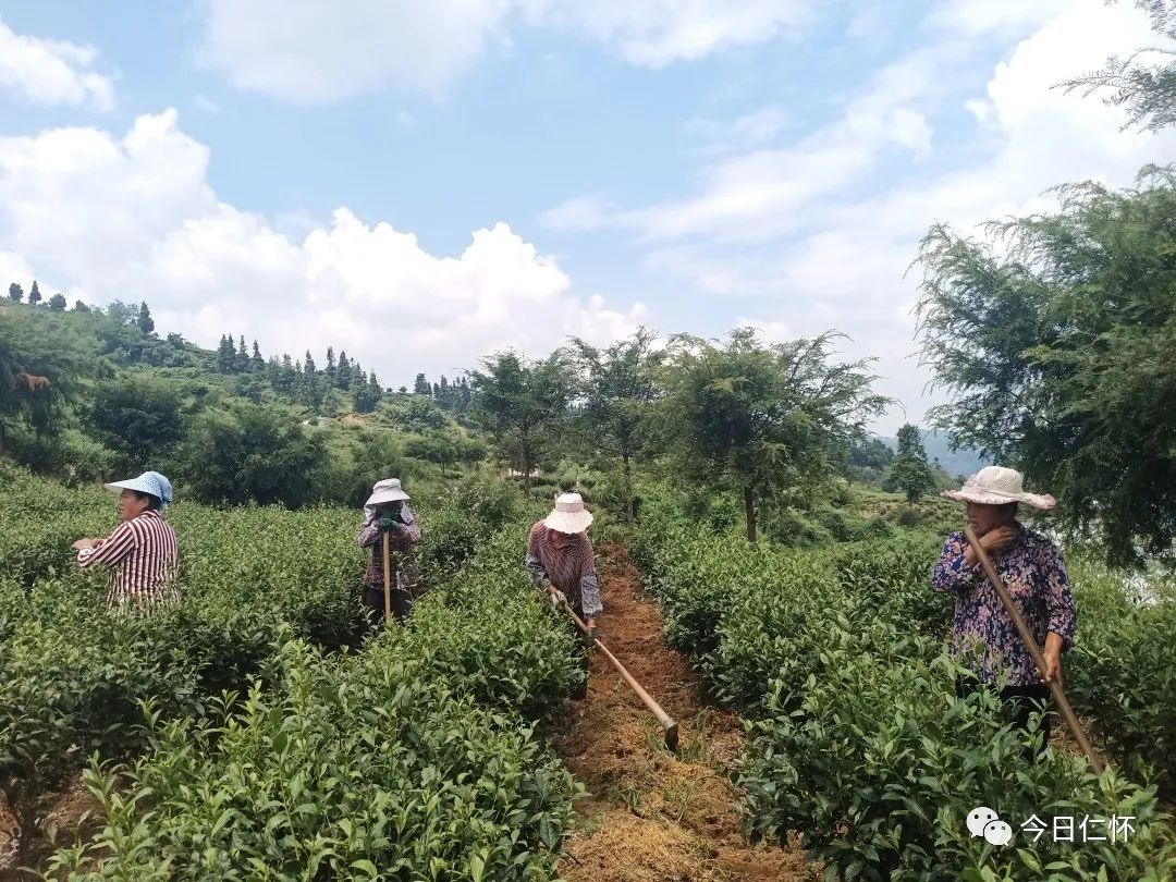 仁怀市喜头镇小茶叶大能量