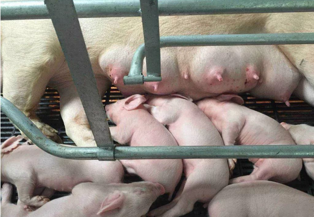 母猪下完猪不给小猪奶吃?试试这样做