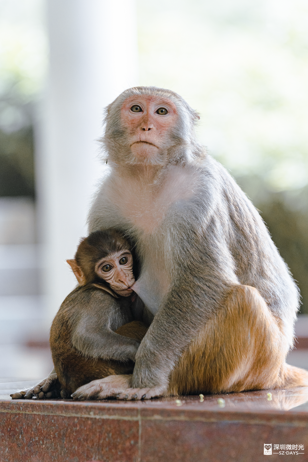 塘朗山的猴子成了"网红",每天都有人去"上供"