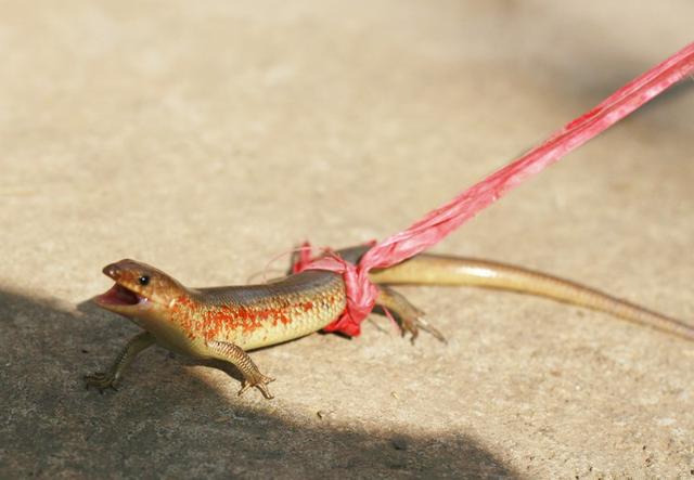 俗称"猪婆蛇",像泥鳅却有四条腿,常在田边晒太阳,是益虫吗?