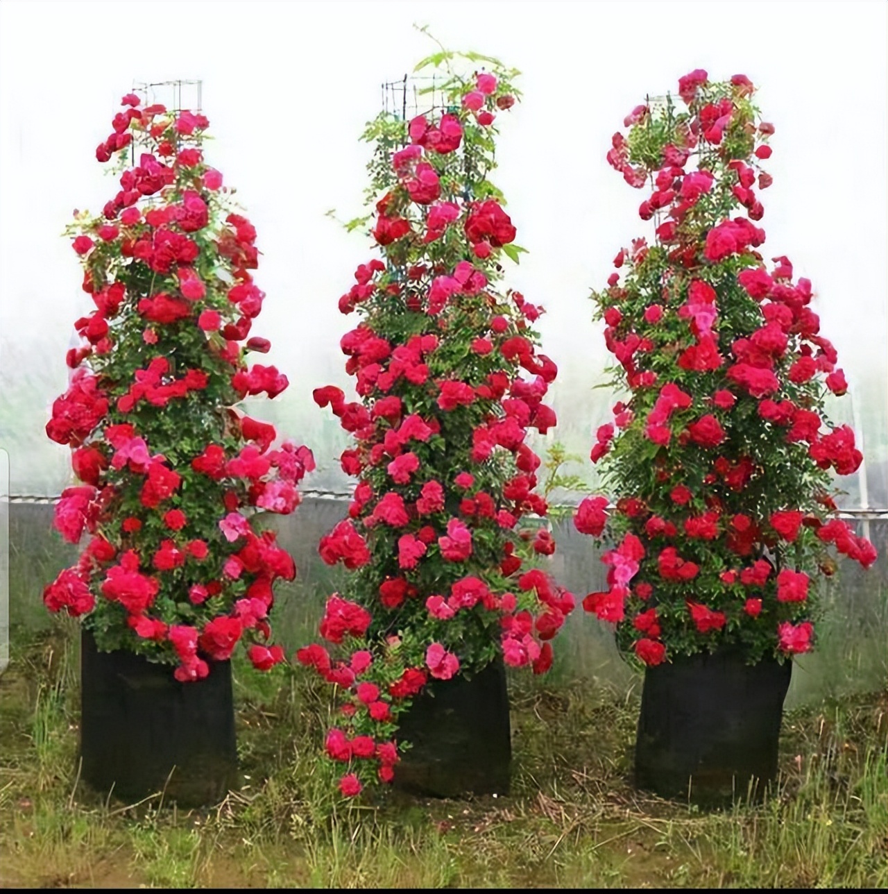 家里院子种一株甜蜜红木香,花美香浓又好养,美到醉人