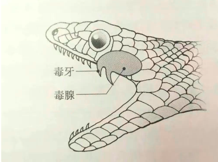 总而言之,言而总之简而言之,利用蛇酒进行食疗或补身,属于一种相对