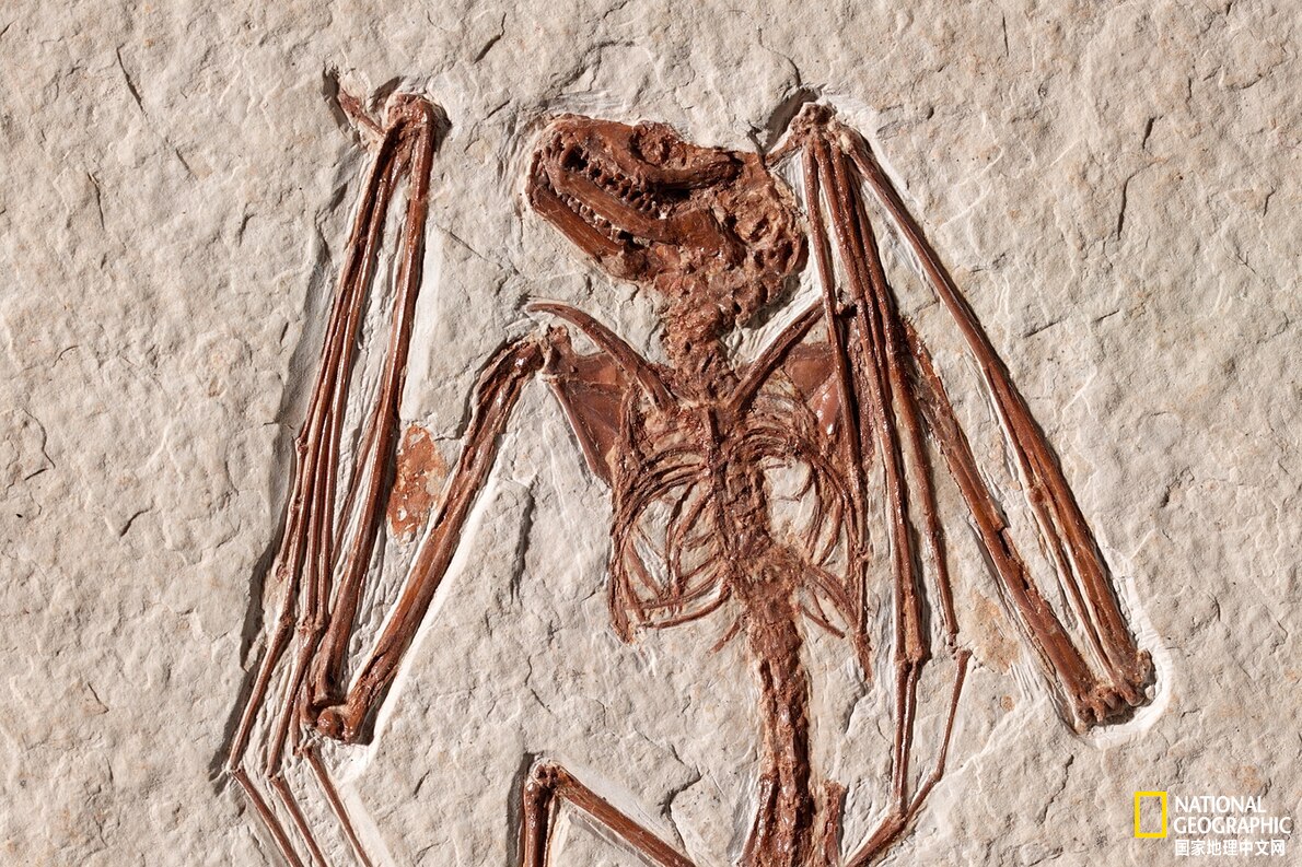 5200万年前蝙蝠化石背后的奇闻怪事