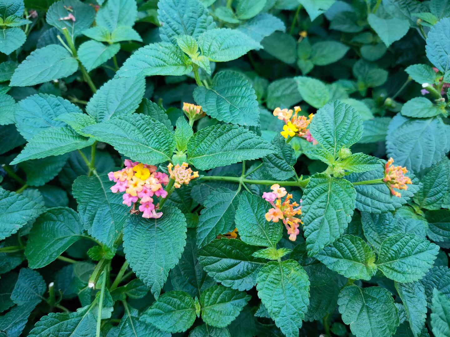 它是天然的驱蚊植物,花色多变,又称五色梅,适合夏季使用