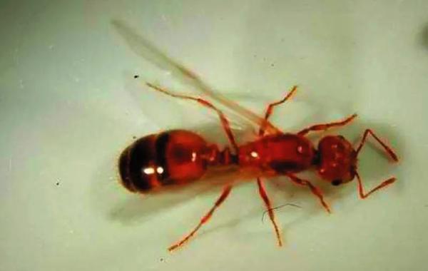 注意!南宁小伙被红火蚁蜇伤,全身过敏致休克