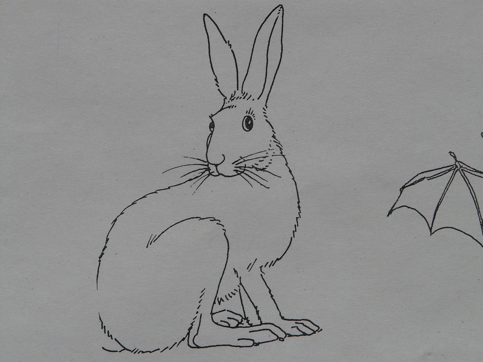 素描小兔子简单图片
