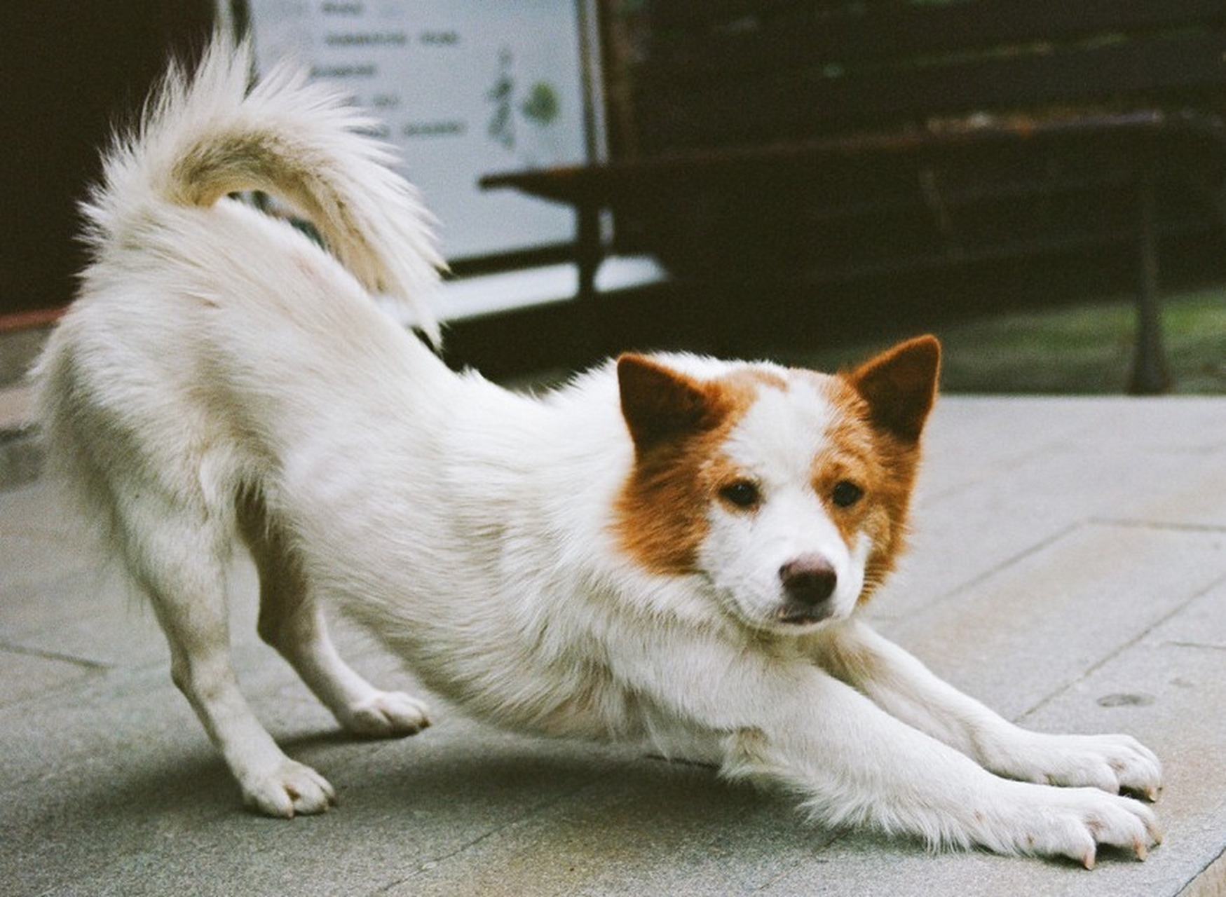 狗狗对你"伸懒腰",会给你这些信号,别不懂