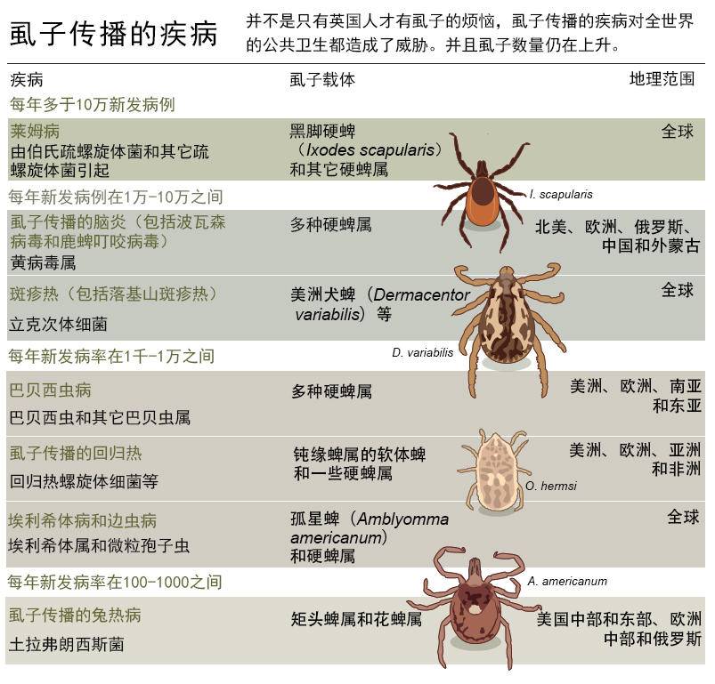 头上长虱子的原因图片