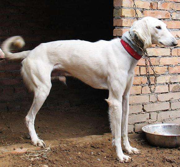 华夏名狗——"细犬",真正的"哮天犬",养过都不想换狗!