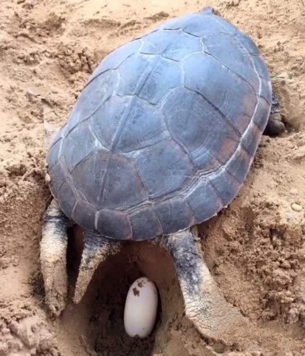 乌龟的蛋怎么才能孵出来?