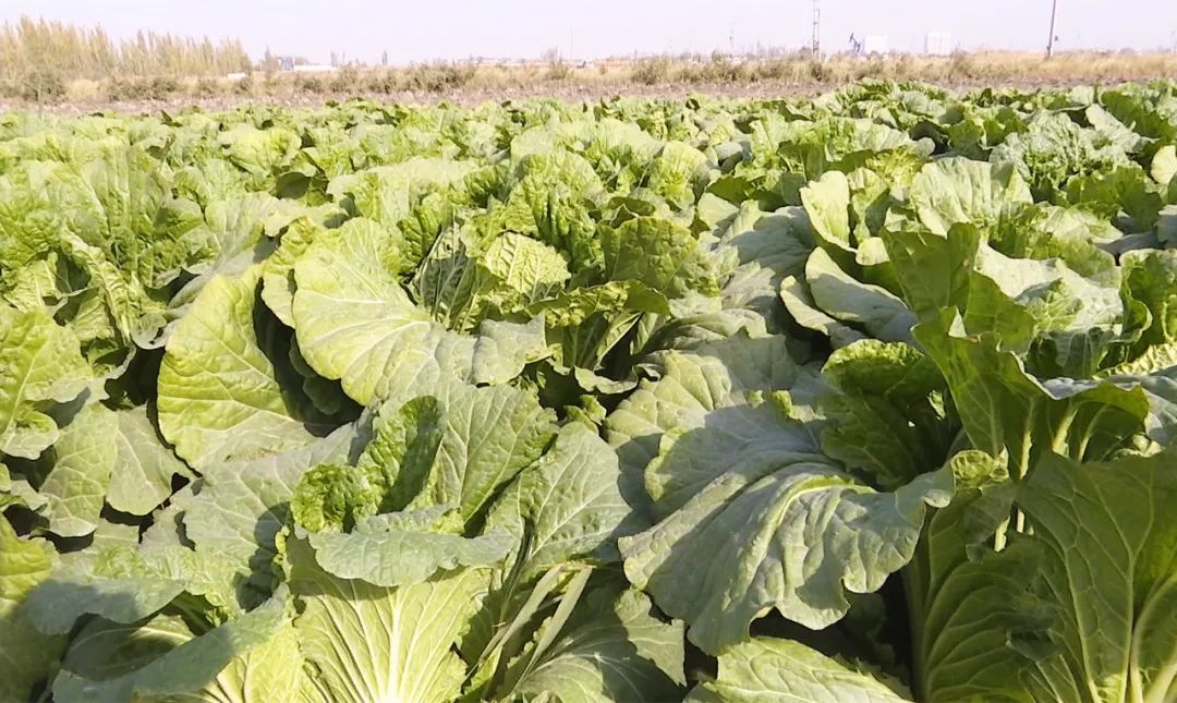 「走进乡村看小康」焉耆大白菜喜获丰收