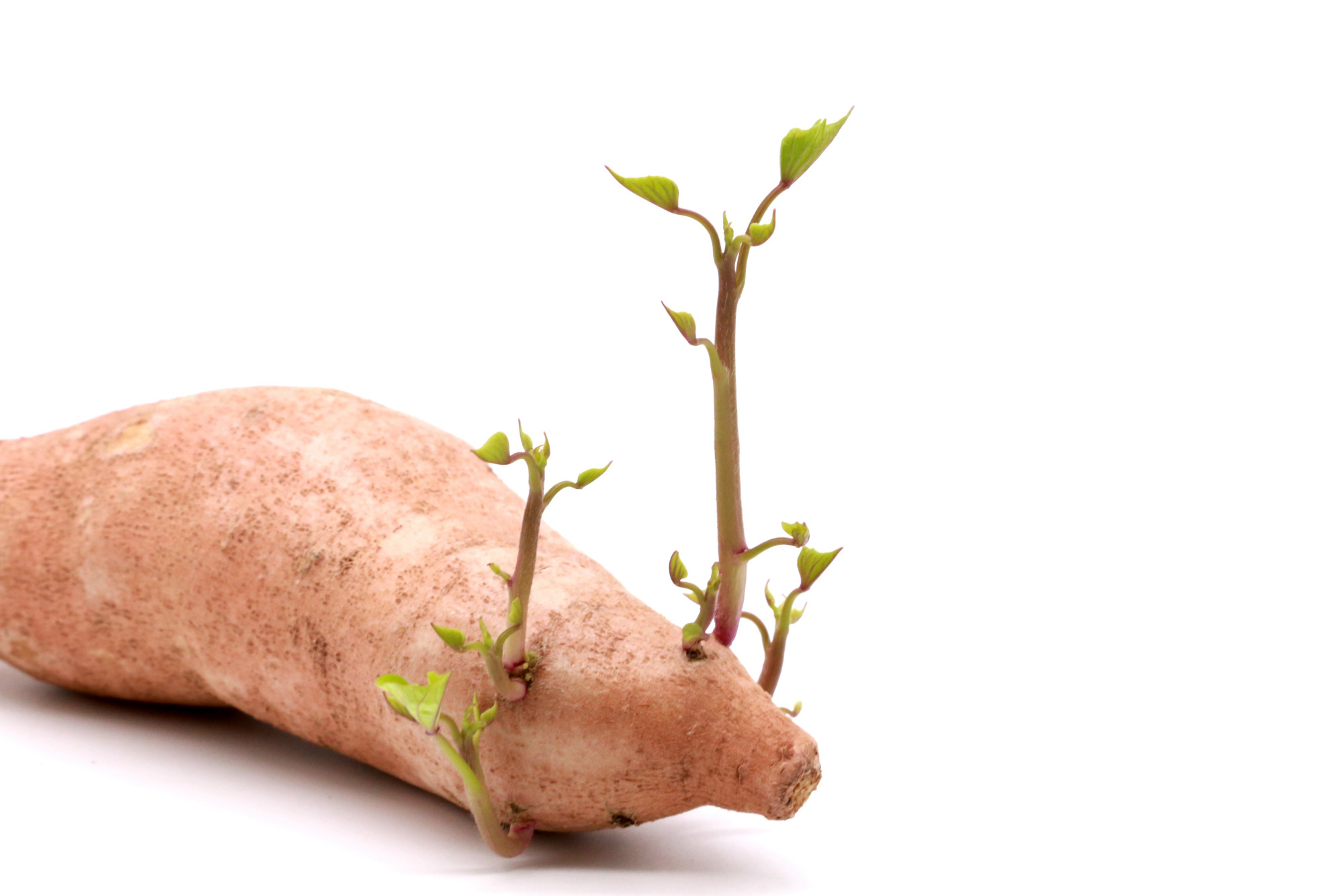 发芽了的食物都有毒不能吃?因菜而异,有些发芽的食物更有营养!