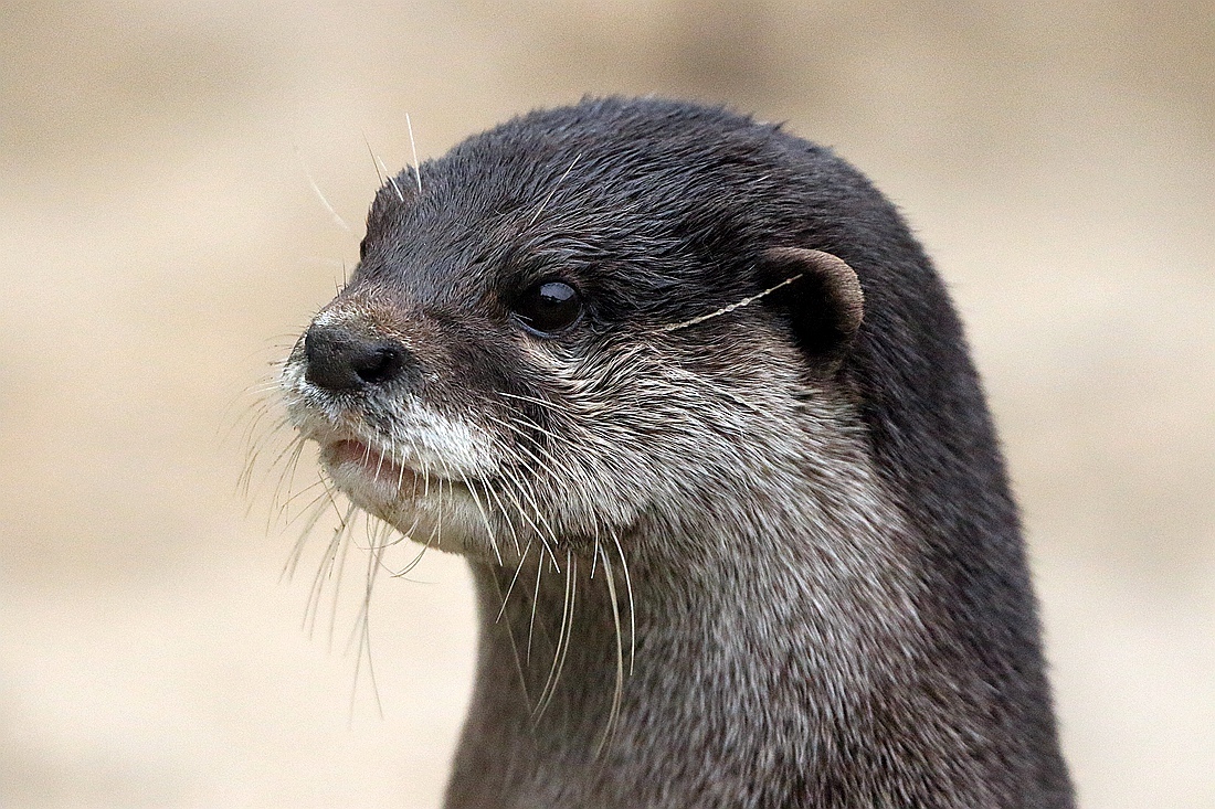 水獭能有多可爱!