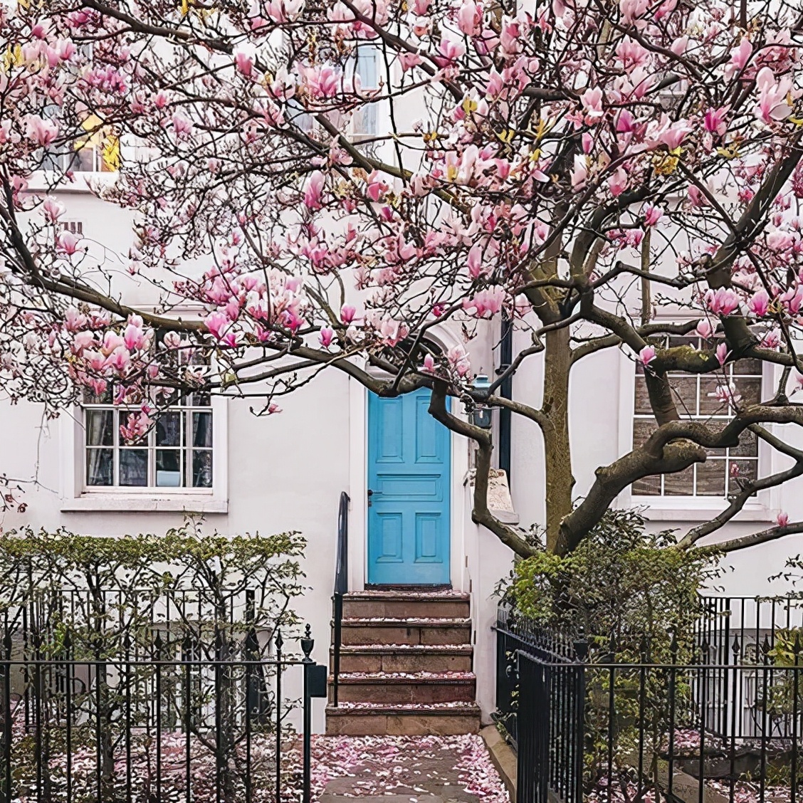 是我国传统的庭院花卉植物,同样也有2000多年的栽植历史!