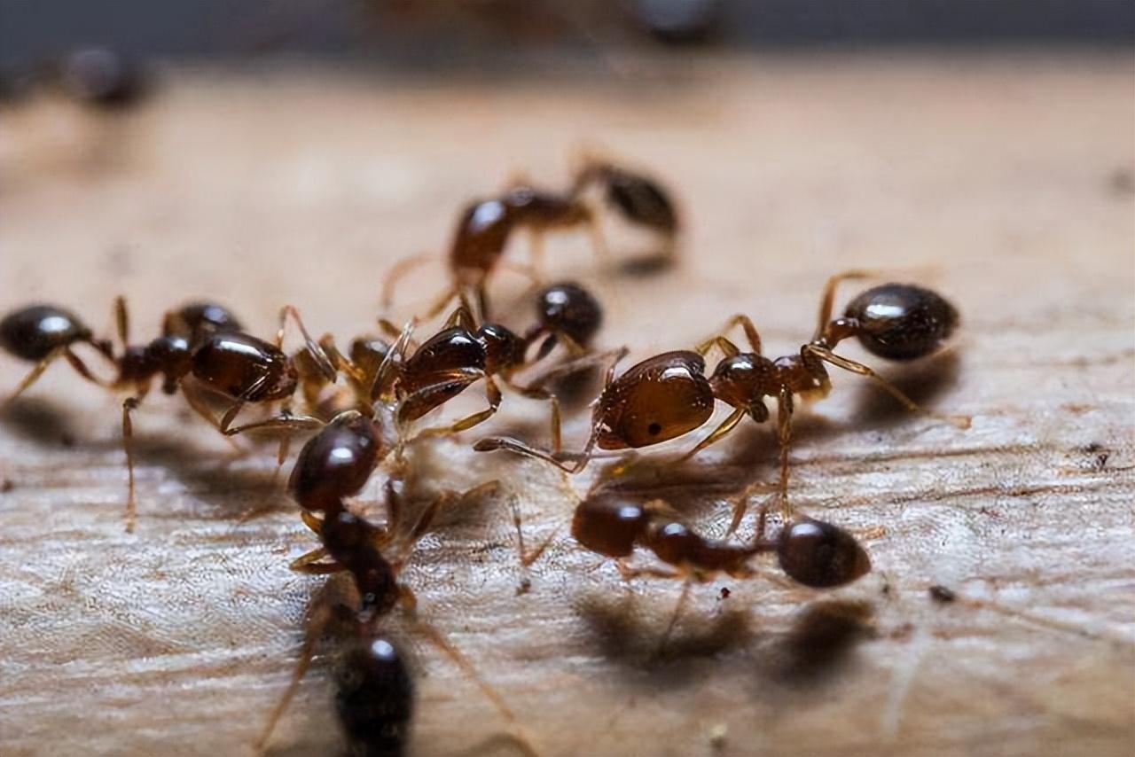 在一堆松软的土堆上,琼也顺势掉落在土丘上,那是一堆红火蚁的穴居之所