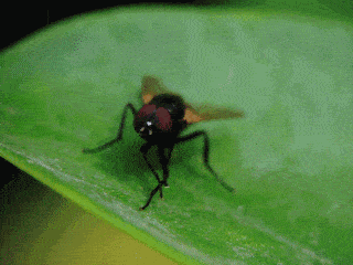 苍蝇"无意"把头搓下来把玩,无头为什么还能活?