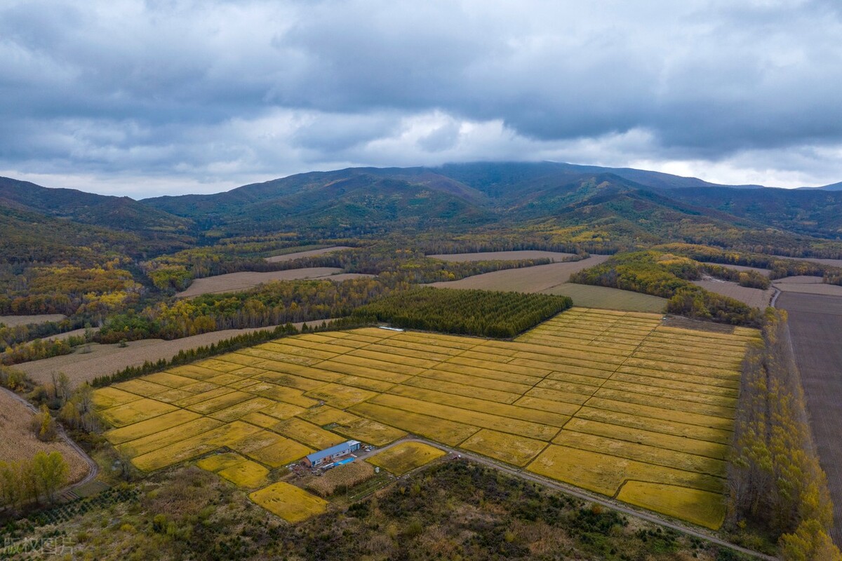 北大荒集团建三江分局勤得利农场:五彩斑斓的秋景与丰收的喜悦